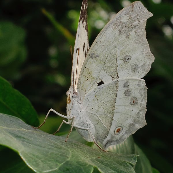 Protogoniomorpha parhassus