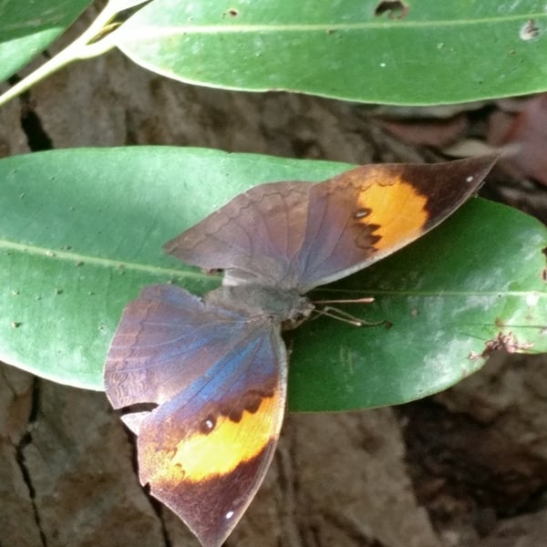 Kallima inachus
