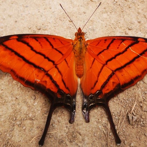 Marpesia petreus