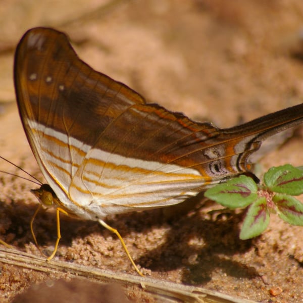 Marpesia chiron