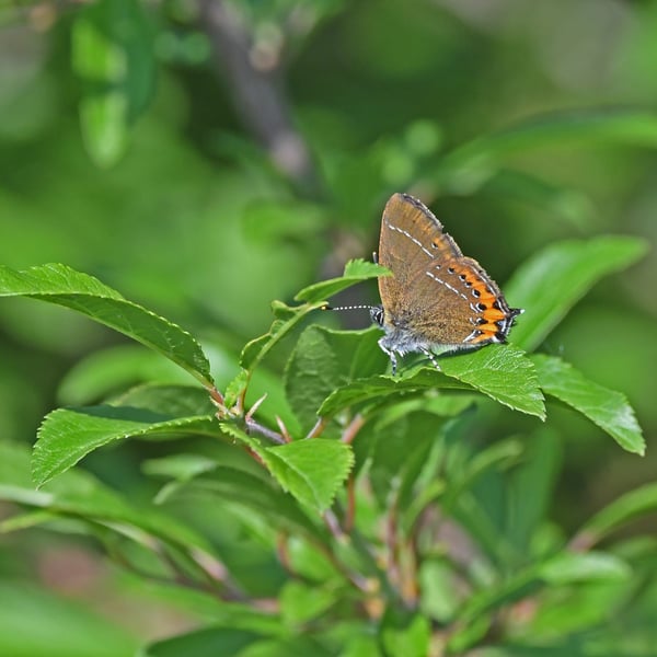 Lycaenidae