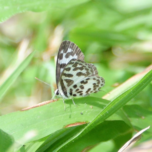 Castalius rosimon