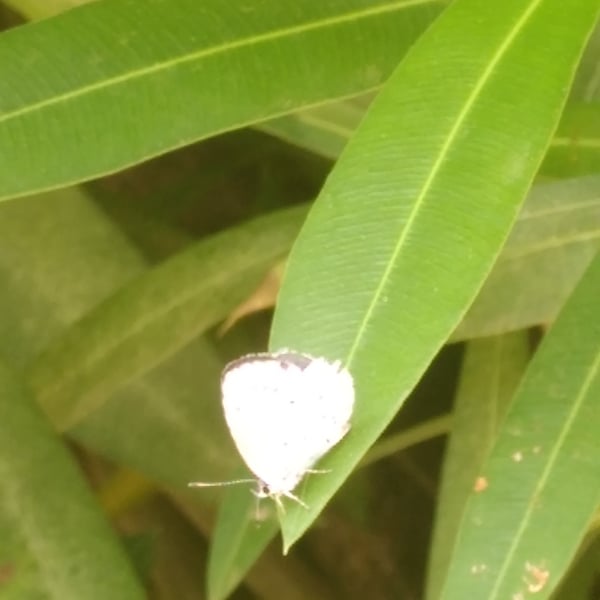 Celastrina