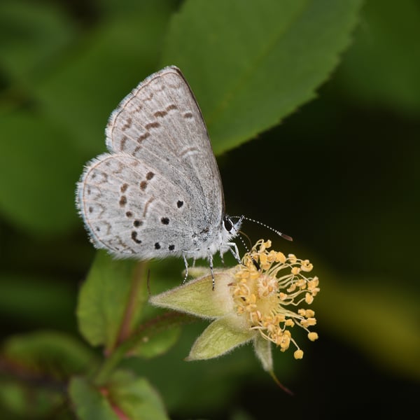 Celastrina echo