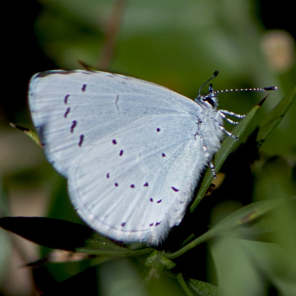 Celastrina argiolus