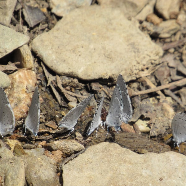 Celastrina ladon