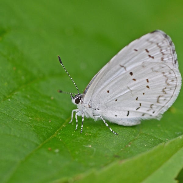 Celastrina neglecta