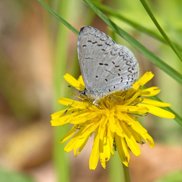 Celastrina lucia