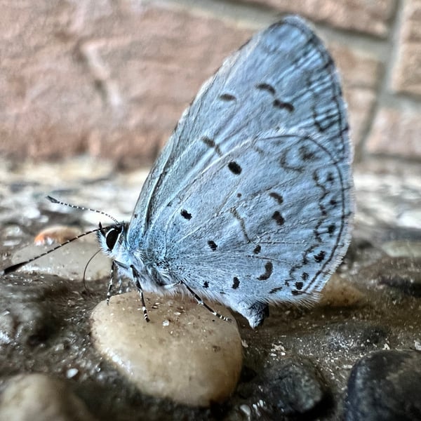 Celastrina lavendularis