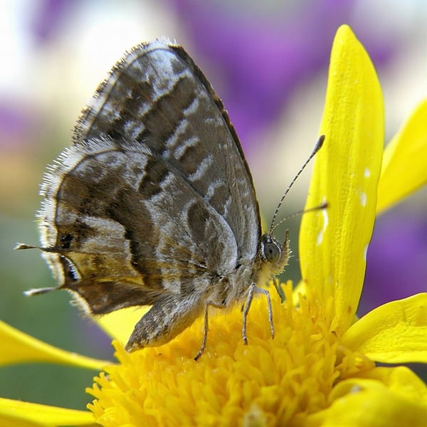 Cacyreus marshalli