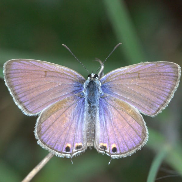 Euchrysops cnejus