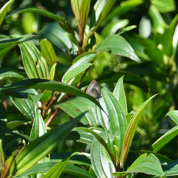 Acytolepis puspa
