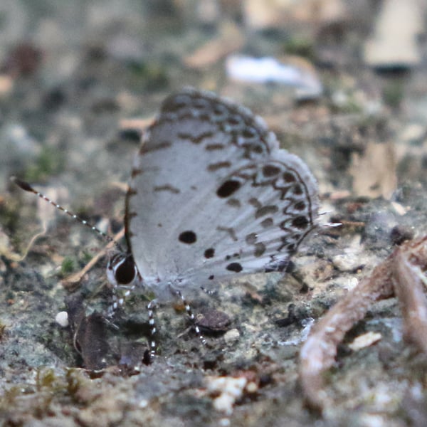 Megisba malaya