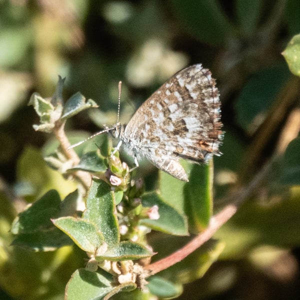 Theclinesthes