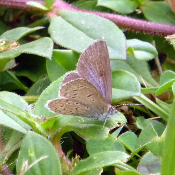 Zizeeria knysna