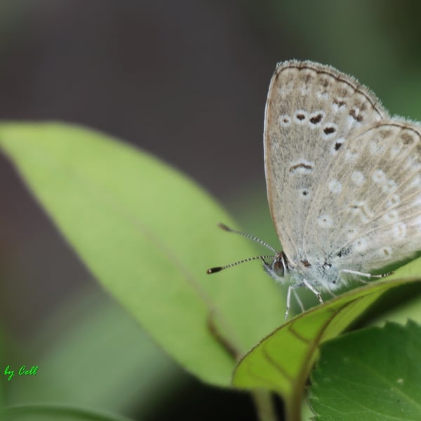 Pseudozizeeria maha