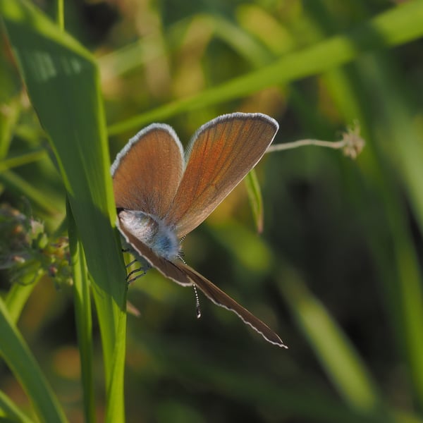 Glaucopsyche