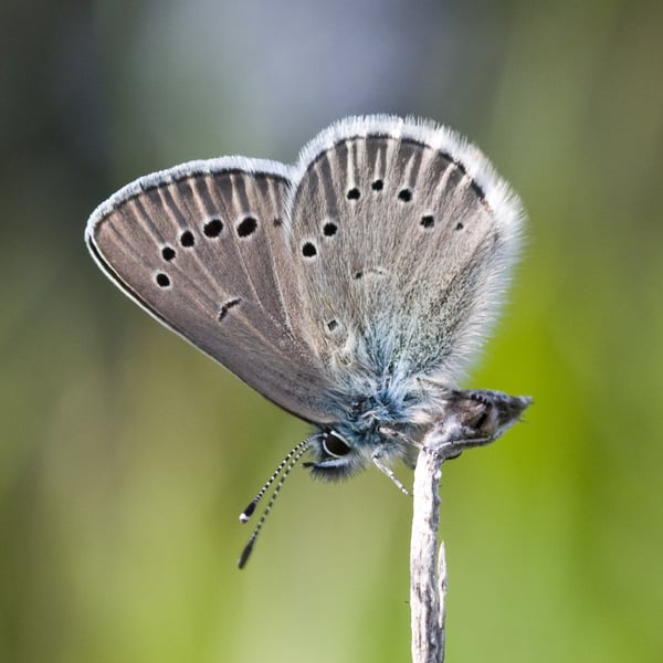 Glaucopsyche lygdamus