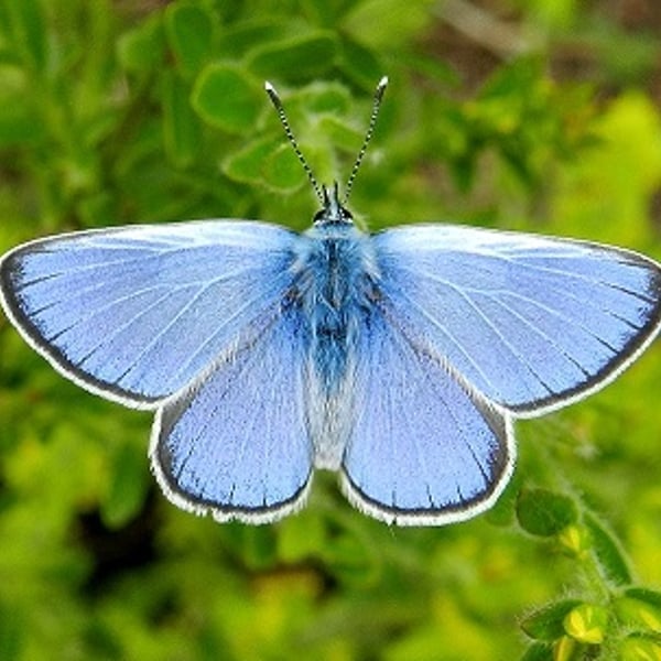 Glaucopsyche alexis