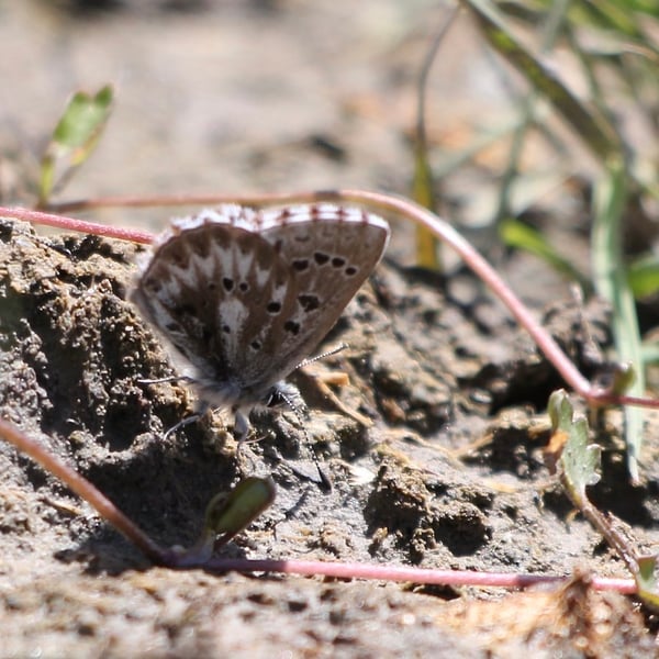 Glaucopsyche piasus