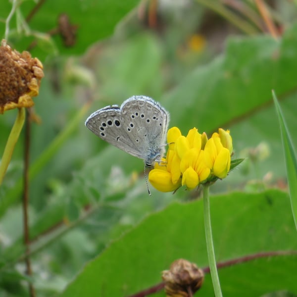 Glaucopsyche melanops