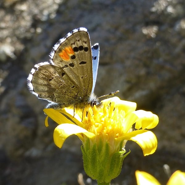Philotes sonorensis