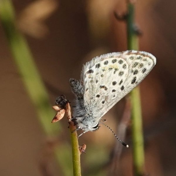 Euphilotes bernardino