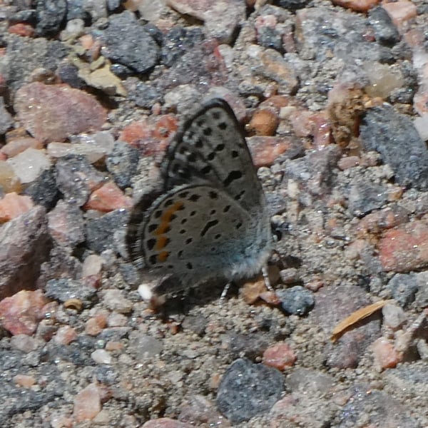 Euphilotes ancilla