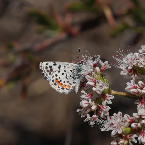 Euphilotes enoptes