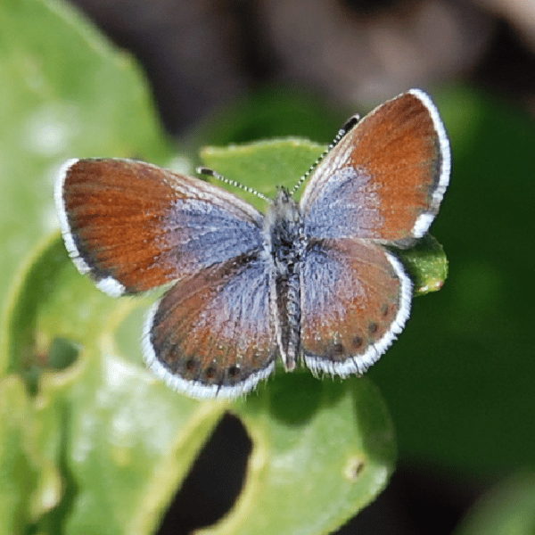 Brephidium exilis