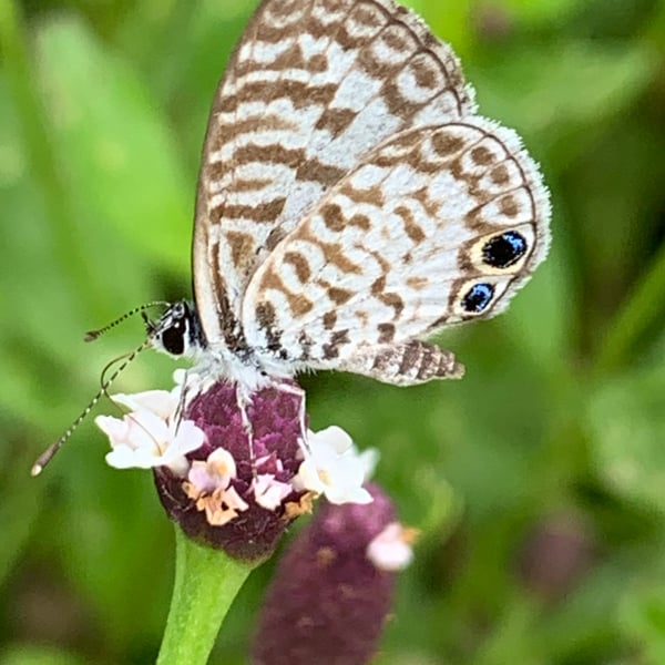 Leptotes cassius