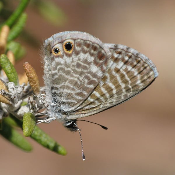 Leptotes marina