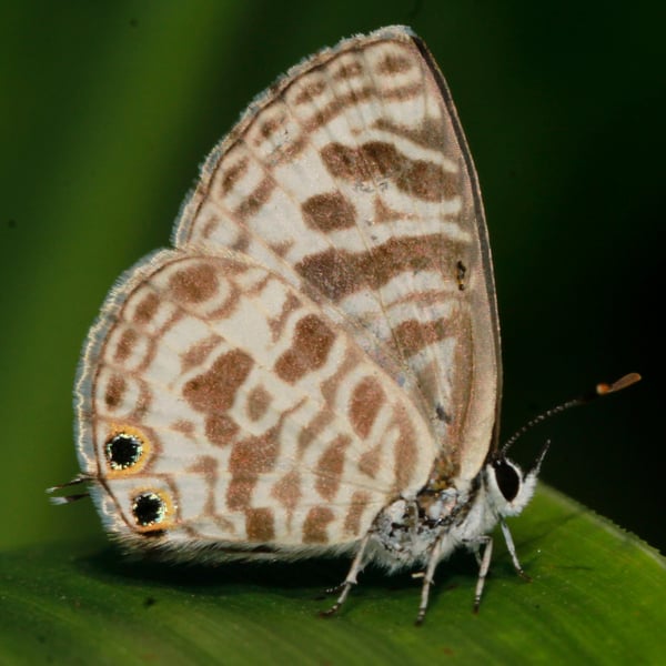 Leptotes plinius