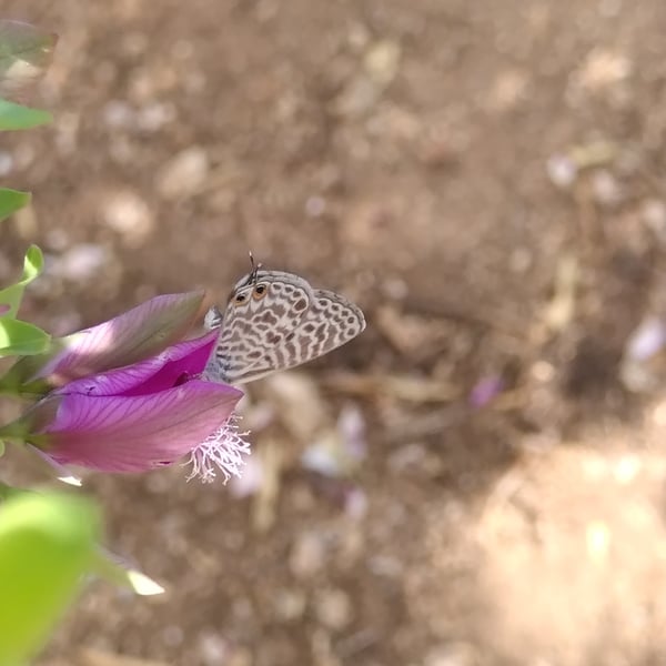Leptotes pirithous