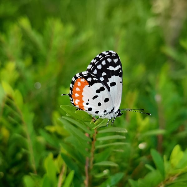 Talicada nyseus