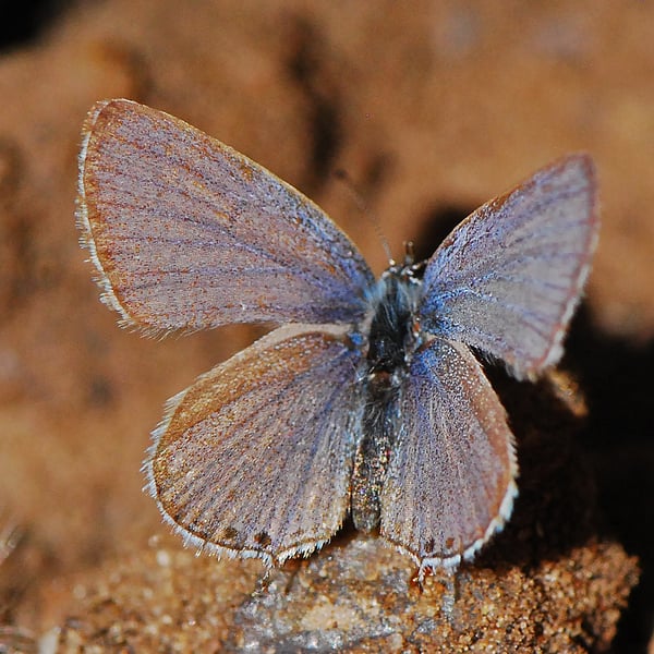 Cupido amyntula