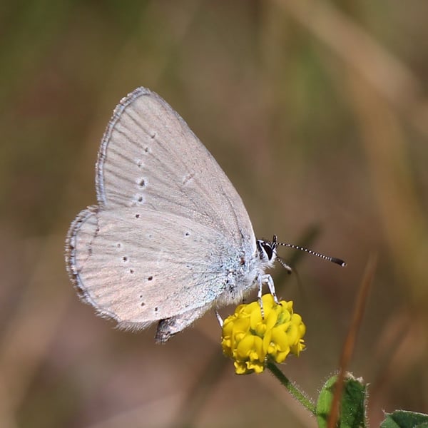 Cupido minimus