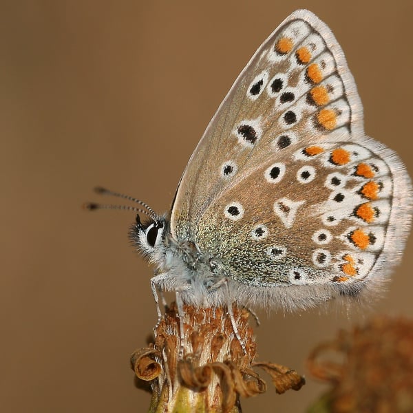 Polyommatus icarus