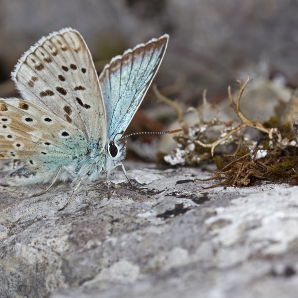 Polyommatus coridon