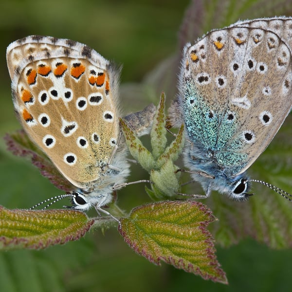 Polyommatus bellargus