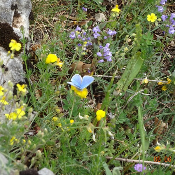 Polyommatus dorylas