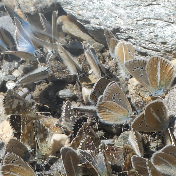 Polyommatus damon