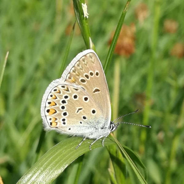 Polyommatus thersites