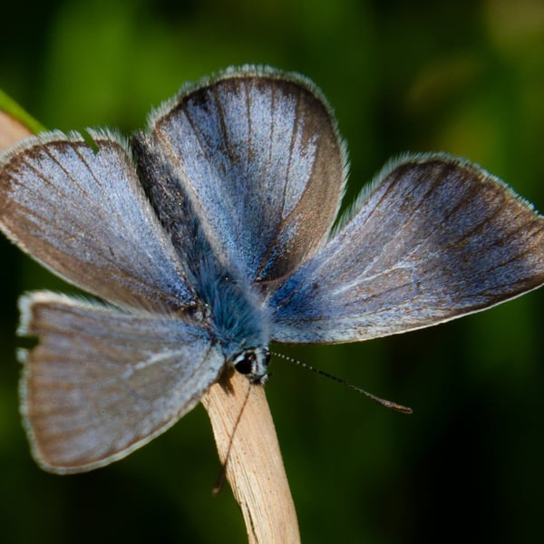 Polyommatus amandus