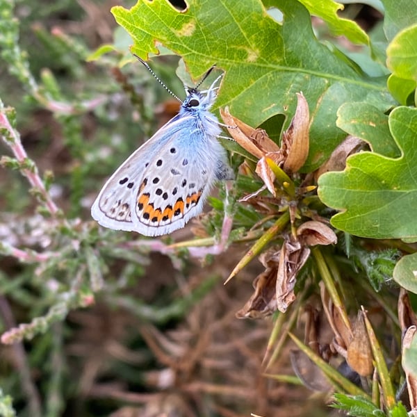 Plebejus