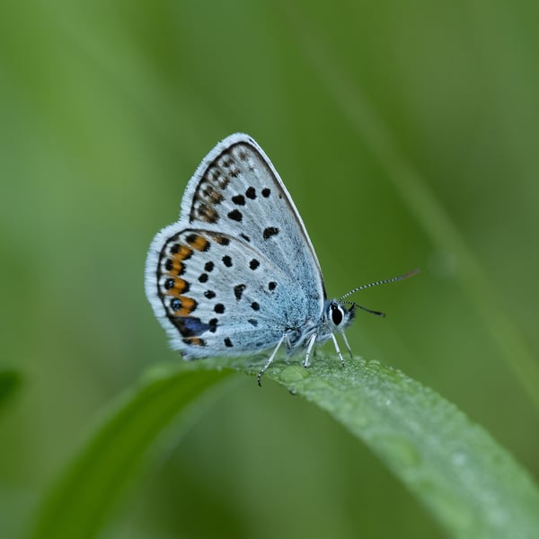 Plebejus argus