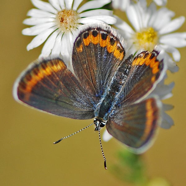 Plebejus melissa
