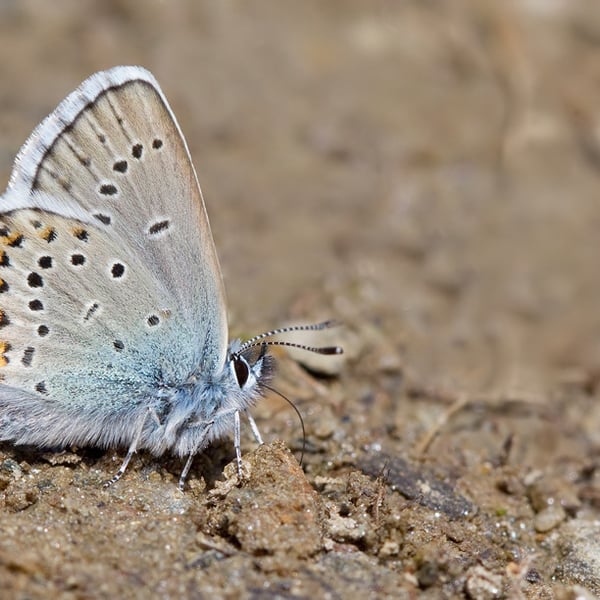 Plebejus idas