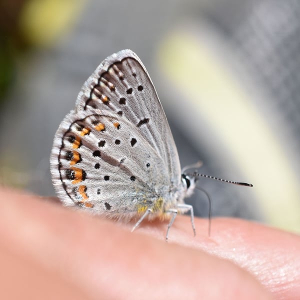 Plebejus samuelis