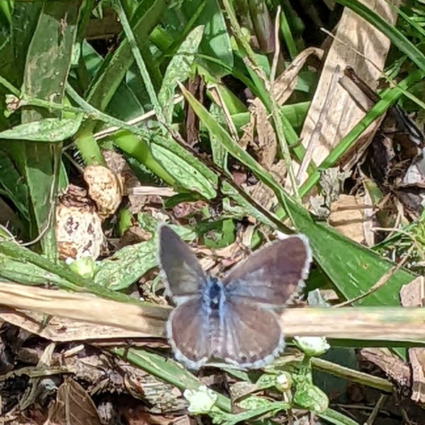 Hemiargus